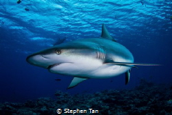 Grey Reef Shark at a Dive Site called Vertigo. by Stephen Tan 